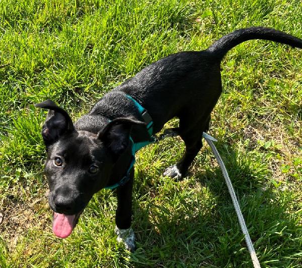 ELETTRA CUCCIOLA STUPENDA Foto 2